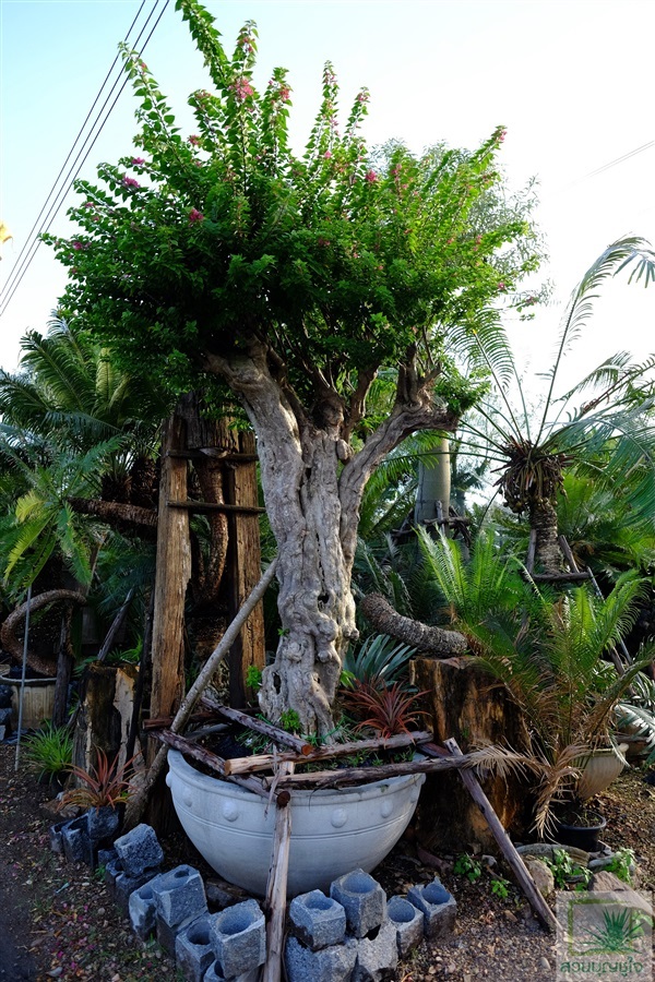 เฟื่องฟ้าสาวิตรี ต้นใหญ่ | สวนบุญชูใจ -  นครนายก