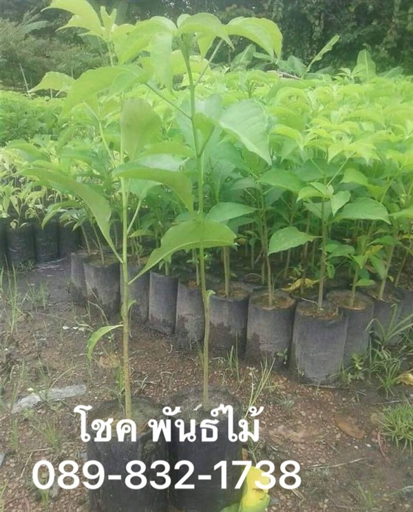 ต้นเบาบับ | โชค พันธุ์ไม้ - เมืองปราจีนบุรี ปราจีนบุรี