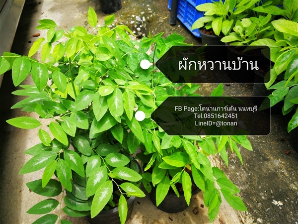 ผักหวานบ้าน | บ้านหญ้าหวาน โตนานการ์เด้น นนทบุรี - ปากเกร็ด นนทบุรี