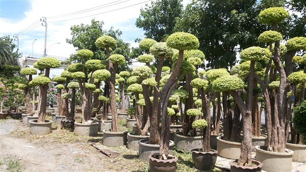 ต้นโมก | บ้านรักต้นไม้ - วัฒนา กรุงเทพมหานคร