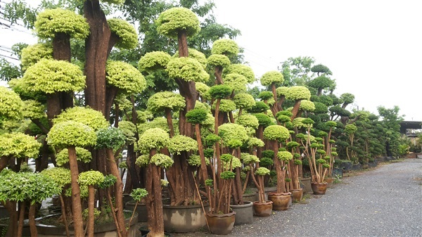 ต้นโมก | บ้านรักต้นไม้ - วัฒนา กรุงเทพมหานคร