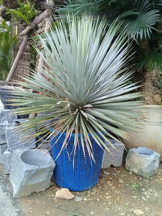 ยุคค่า (Yucca Rostrata) | สวนบุญชูใจ -  นครนายก