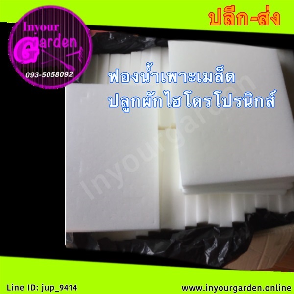 ฟองน้ำเพาะเมล็ด | inyourgarden - เมืองสกลนคร สกลนคร