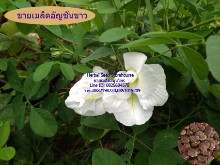 ขายเมล็ดดอกอัญชัญขาว | สวนเกษตรอินทรีย์ - พนัสนิคม ชลบุรี