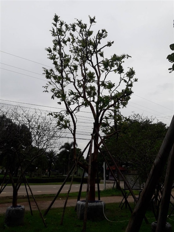 เสม็ดแดง | สุชาติพันธ์ไม้ -  ปราจีนบุรี