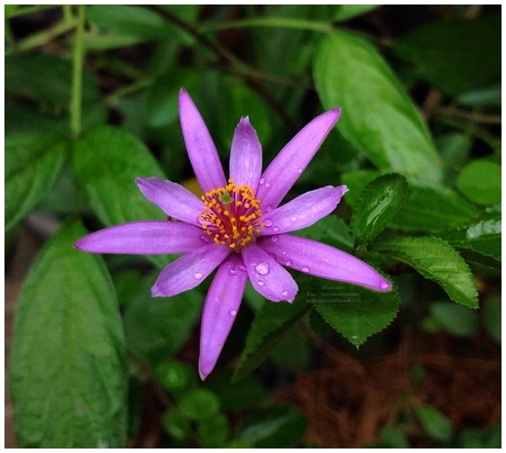 Lavender Star Flower