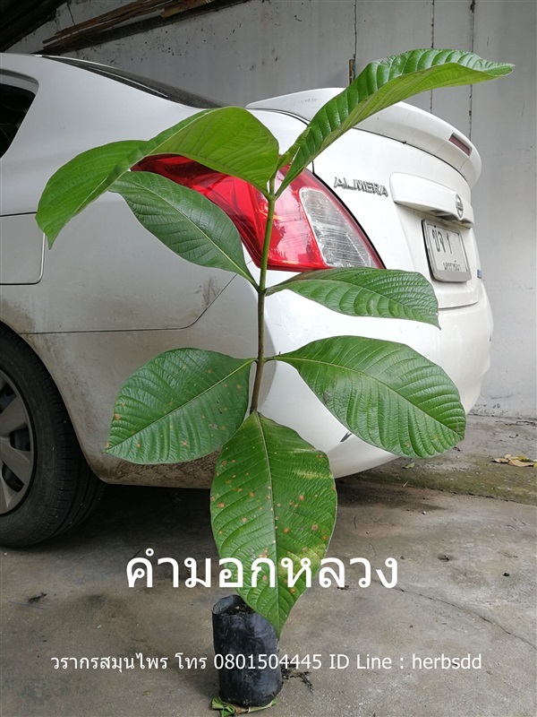 คำมอกหลวงหรือต้นผ่าด้าม | วรากรสมุนไพร - เมืองนครราชสีมา นครราชสีมา