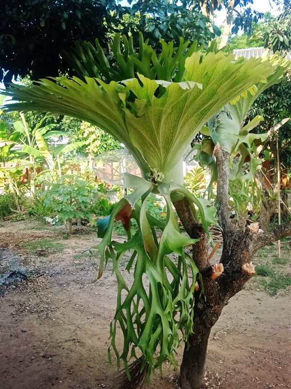 เฟริ์นชายผ้าสีดาสวยๆ | เฟินชายผ้าสีดา  ลี้ - ลี้ ลำพูน