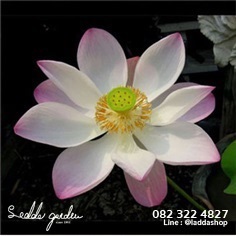 บัวฉัตรสี ชมพู | laddagarden - ลาดหลุมแก้ว ปทุมธานี