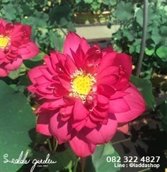 บัวหลวงสีแดง Brilliant Lotus | laddagarden - ลาดหลุมแก้ว ปทุมธานี