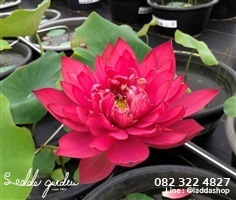 บัวหลวงสีแดง Red Dragonfly | laddagarden - ลาดหลุมแก้ว ปทุมธานี