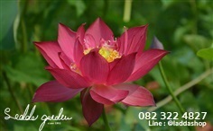 บัวหลวงสีแดง Red Beijing | laddagarden - ลาดหลุมแก้ว ปทุมธานี