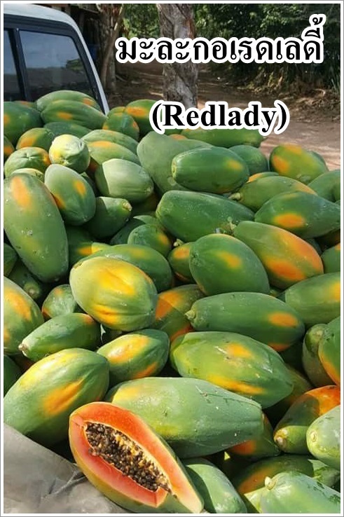 เมล็ดเรดเลดี้ | ร้านวีณาเกษตรไทย - ธัญบุรี ปทุมธานี