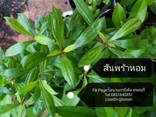 สันพร้าหอม