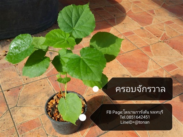 ครอบจักรวาล/ครอบฟันสี