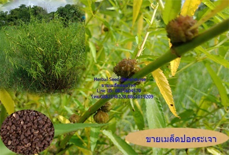 ต้นปอกระเจา | คลังเมล็ดพันธุ์สวนสมุนไพร - เมืองชลบุรี ชลบุรี