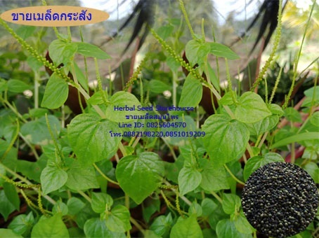 ขายเมล็ดต้นกระสัง | สวนเกษตรอินทรีย์ - พนัสนิคม ชลบุรี