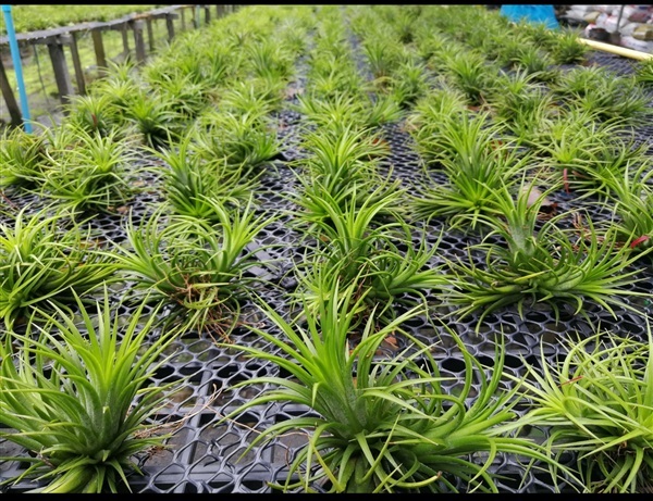 Tillandsia ,airplant