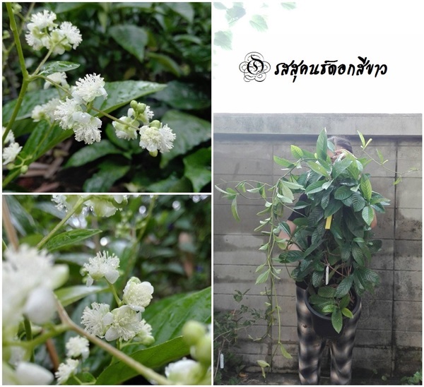 รสสุคนธ์ดอกสีขาว (ไม้เลื้อย-ดอกหอม) | สวนเบญจรงค์สุคนธ์ -  นครราชสีมา
