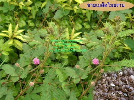 ต้นไมยราบ | คลังเมล็ดพันธุ์สวนสมุนไพร - เมืองชลบุรี ชลบุรี