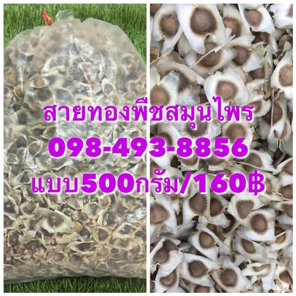 เม็ดมะรุมแห้งแบบ 500กรัม ราคา160฿ | สายทองพืชสมุนไพร - บางพลี สมุทรปราการ