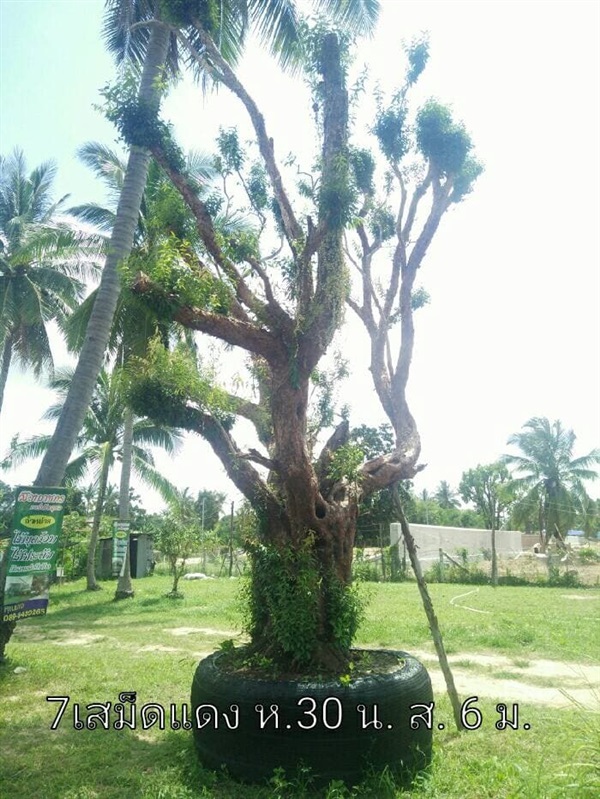 เสม็ดแดง | สวนฝันเมือง ตรัง -  ตรัง