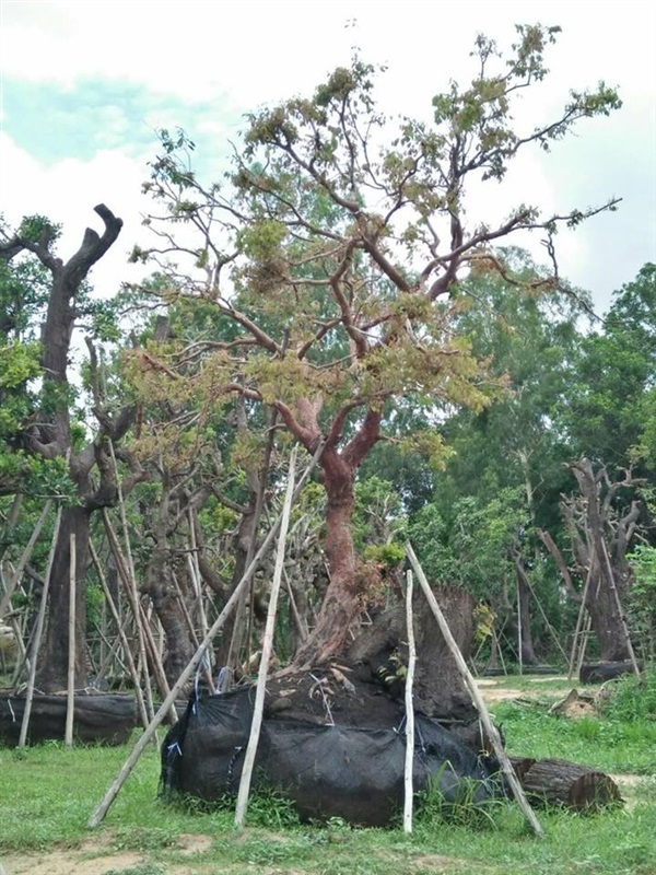 สวนหย่อม | สวนฝันเมือง ตรัง -  ตรัง