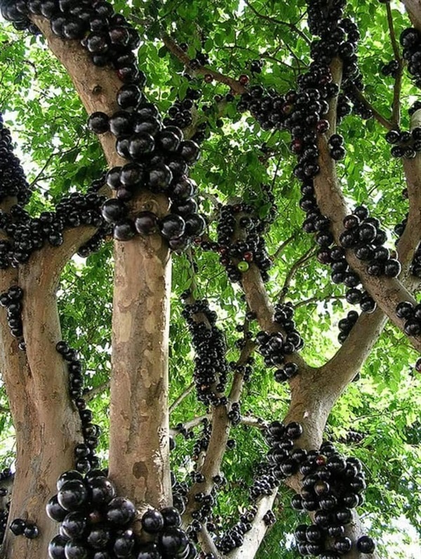 องุ่นพันธุ์บราซิล เสียบยอด ต้นโตแข็งแรง ต้นละ 200 บาท  | Drenglish Garden มหาสารคาม - กันทรวิชัย มหาสารคาม