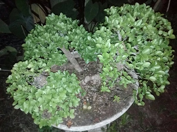 บอนไซร์หนามพรม | yodying bonsai - บ้านโป่ง ราชบุรี