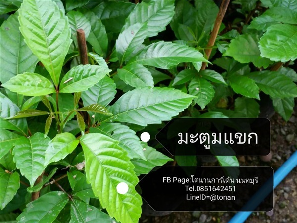 ต้นมะตูมแขก | บ้านหญ้าหวาน โตนานการ์เด้น นนทบุรี - ปากเกร็ด นนทบุรี