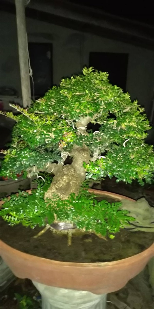 ขายบอนไซร์มะสังซื้อไปประกวดได้เลย | yodying bonsai - บ้านโป่ง ราชบุรี