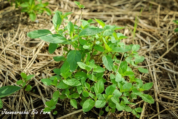 เปปเปอร์มิ้นท์ | Janweerachai Bio Farm - สองพี่น้อง สุพรรณบุรี