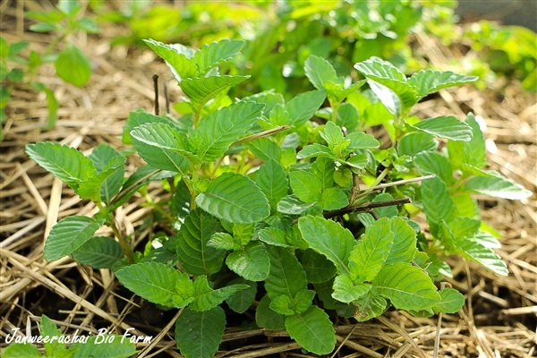 ต้นเฉาก๊วย | Janweerachai Bio Farm - สองพี่น้อง สุพรรณบุรี