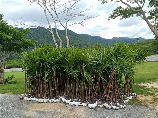 ต้นจั๋งไทย | รับจัดสวน นายชาติชายพันธุ์ไม้ - องครักษ์ นครนายก