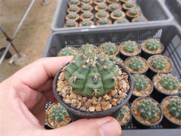 Gymnocalicium | Cactus ลุงโต - ศรีราชา ชลบุรี