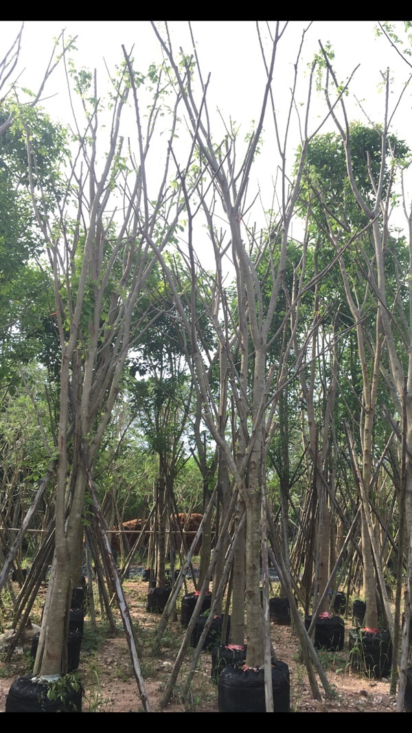 กัลปพฤกษ์ | สวน ทับทิม การ์เด้นท์ - แก่งคอย สระบุรี