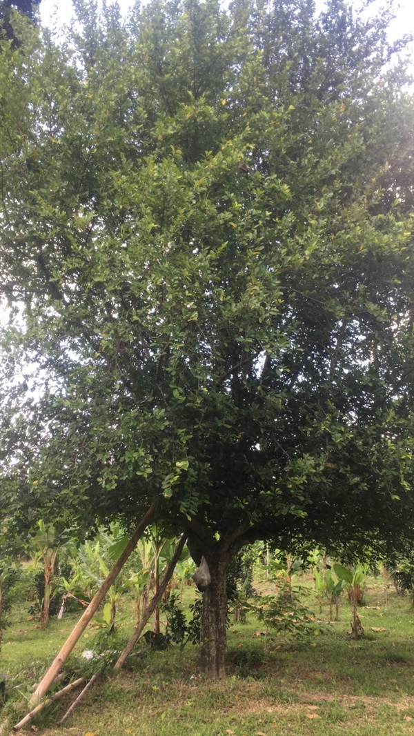 ต้นข่อย | สวน ทับทิม การ์เด้นท์ - แก่งคอย สระบุรี