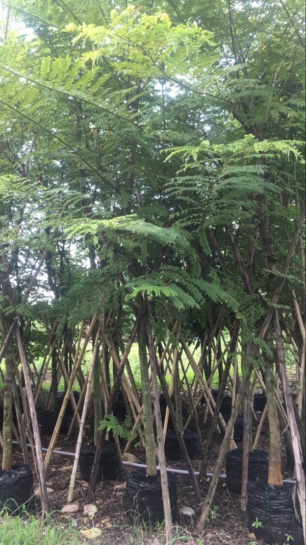 ชัยพฤกษ์ | สวน ทับทิม การ์เด้นท์ - แก่งคอย สระบุรี
