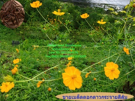 ขายเมล็ดดาวกระจาย | คลังเมล็ดพันธุ์สวนสมุนไพร - เมืองชลบุรี ชลบุรี