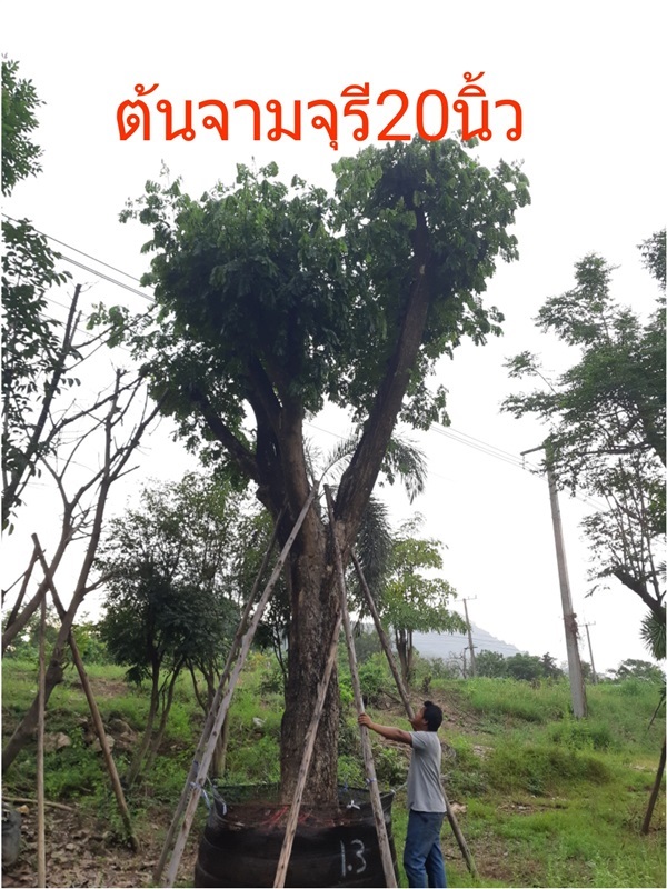 ต้นจามจุรี20-25นิ้ว | สวนป้าควรพันธ์ไม้ -  สระบุรี