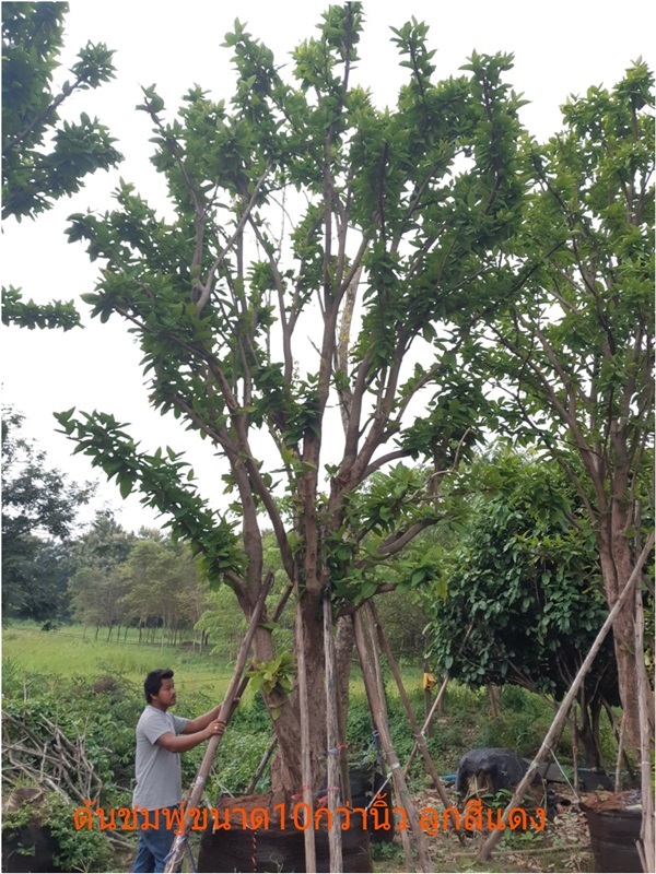 ต้นชมพู่ทับทิมจัน | สวนป้าควรพันธ์ไม้ -  สระบุรี