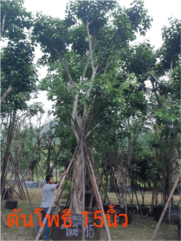 ต้นโพธิ์ | สวนป้าควรพันธ์ไม้ -  สระบุรี