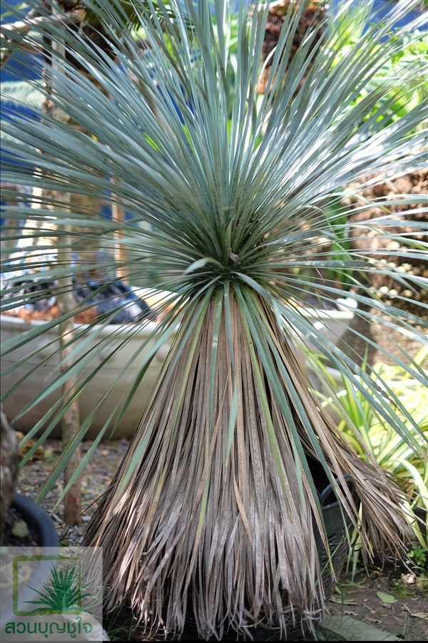 ยุคค่า (Yucca Rostrata) | สวนบุญชูใจ -  นครนายก