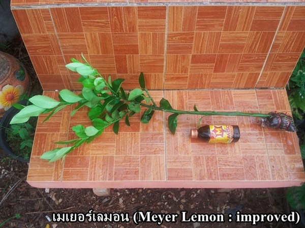 เมเยอร์เลมอน (Meyer Lemon : improved) | สวนมะนาวจัมโบ้ - ลานกระบือ กำแพงเพชร