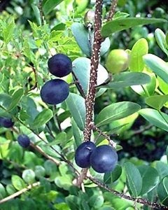 โคโค่พลัม coco plum tree
