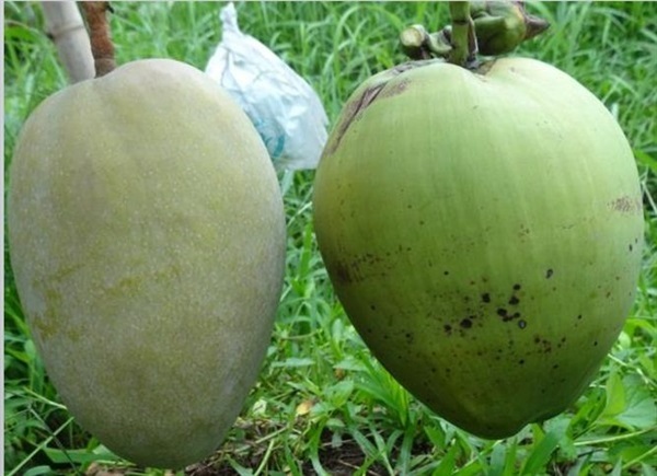 มะม่วงมะพร้าว | เมล็ดพันธุ์ดี เกษตรวิถีไทย - เมืองระยอง ระยอง