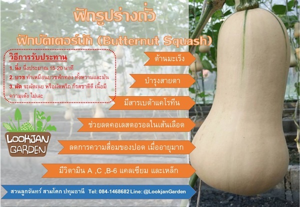 Butternut Squash | สวนลูกจันทร์ - สามโคก ปทุมธานี