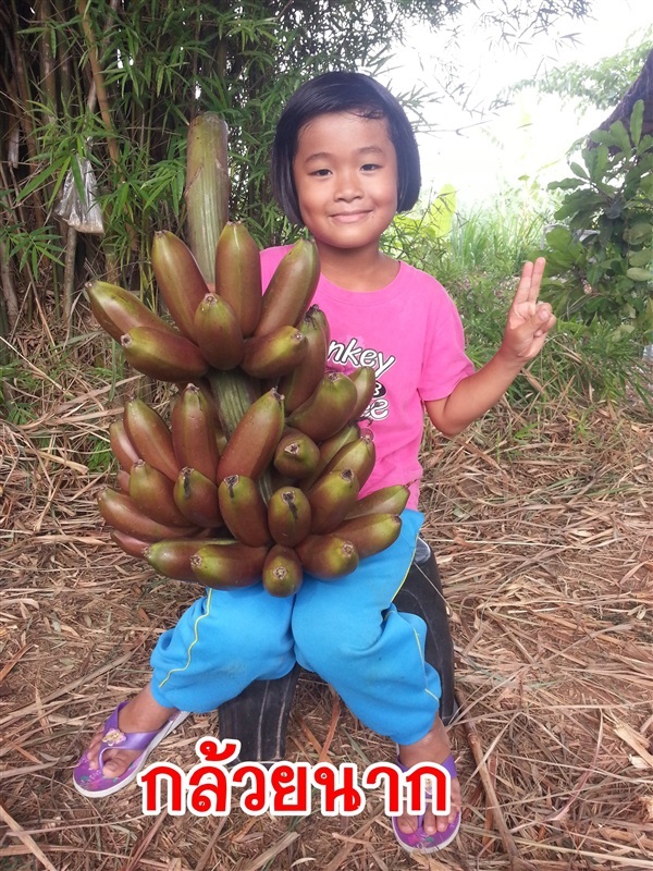 กล้วยนาก | สวนญาตา  ชัยภูมิ - จัตุรัส ชัยภูมิ