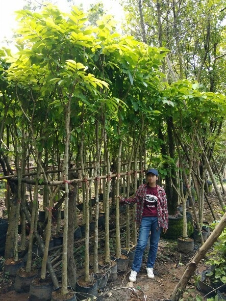 อินทนิลน้ำ | อมรรัตน์ การ์เด้น - แก่งคอย สระบุรี