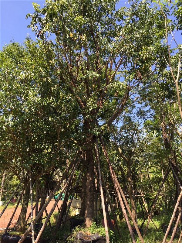 ต้นชุมแสง | สวนทวี - เมืองปราจีนบุรี ปราจีนบุรี